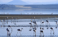 Fuente de la Piedra Andalucia flamingo Malaga