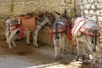 Herrera donkeys Sevilla Andalucia 